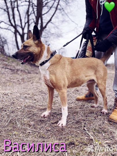 Собака из приюта. Василисе очень нужен дом