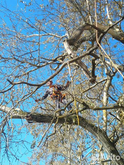 Спил опиливание деревьев