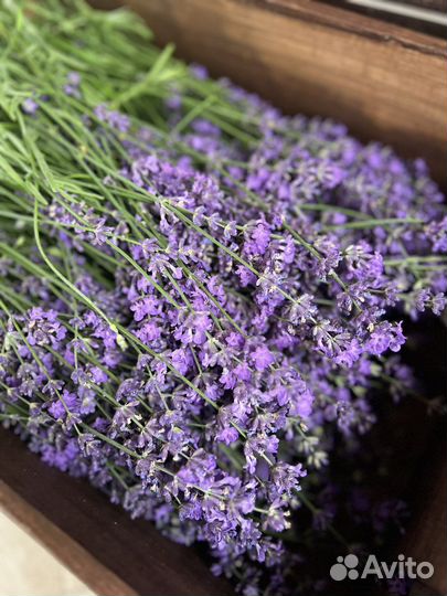 Лаванда в букете и саше