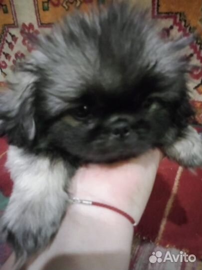 Щенок пекинеса