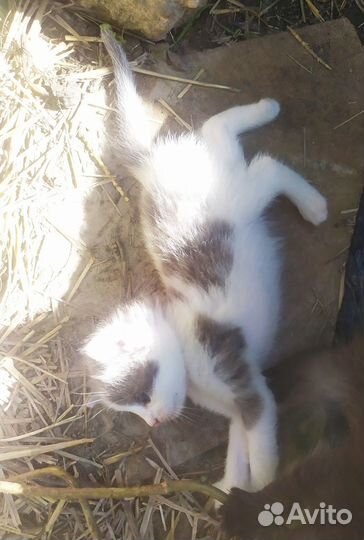 Прекрасные малыши в самые добрые руки