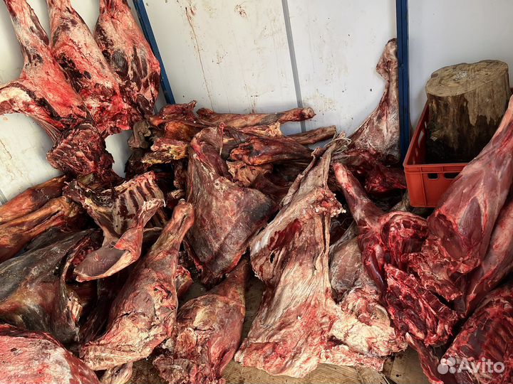 Мясо говядина для собак