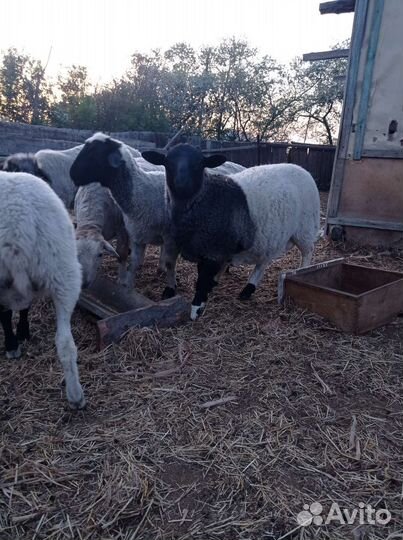 Бараны от дорпера