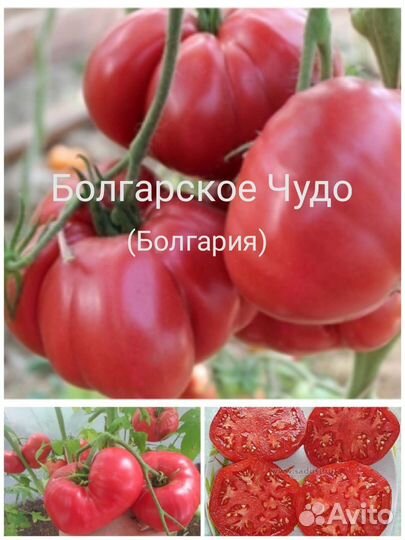 Семена томатов