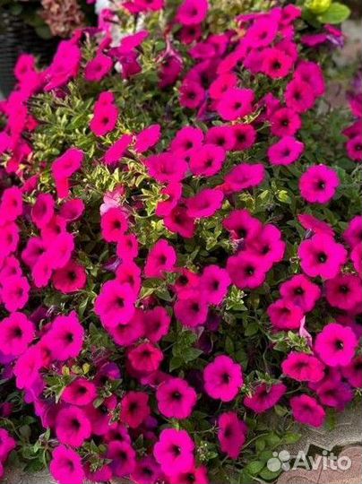 Петуния рассада