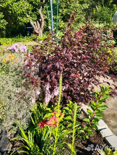 Пузыреплодник diablo