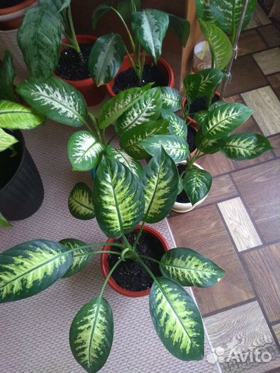 Диффенбахия Тропик Айс