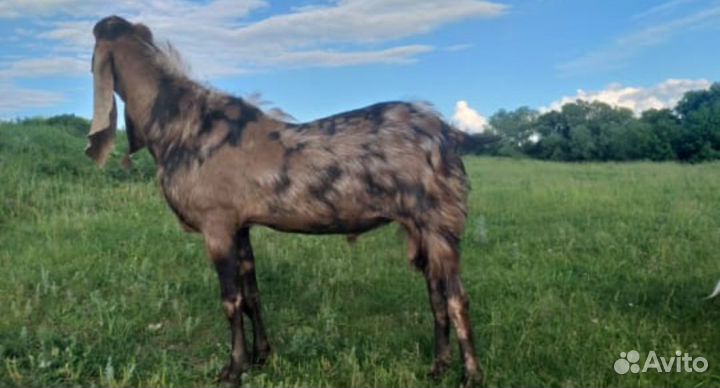 Козел камори 100%