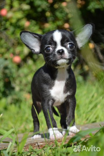 Щенки чихуахуа