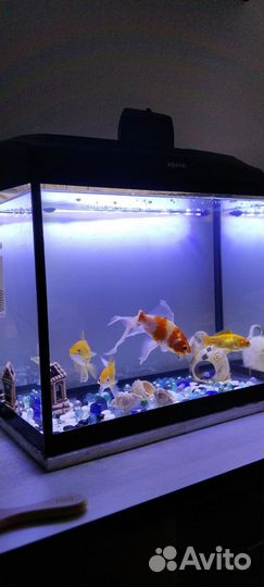 Аквариум фирмы aquael с рыбками