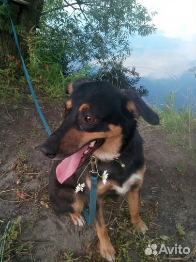 Собачка Таша ищет доброго хозяина