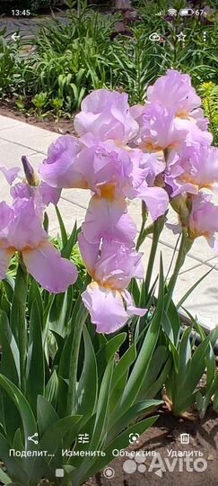 Ирисы бородатые