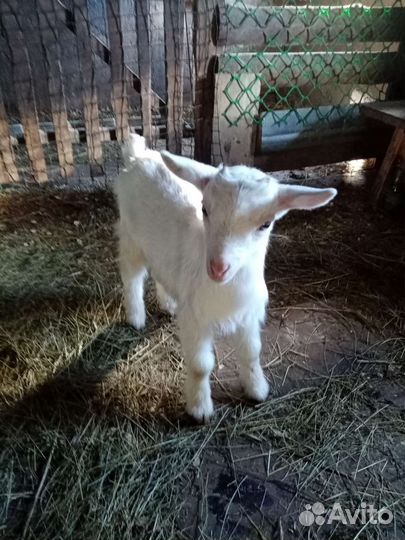 Козлята