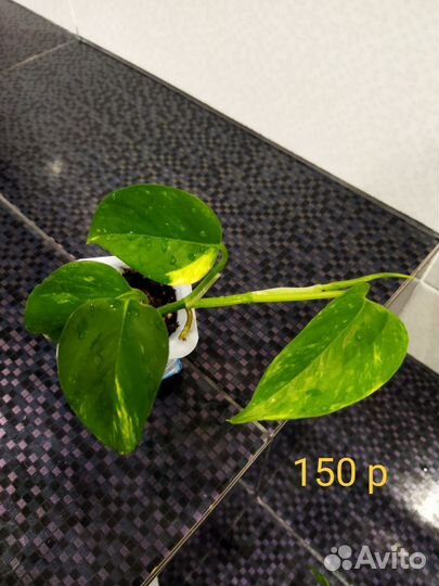 Сциндапсус золотистый