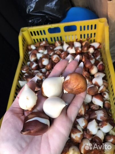 Тюльпаны луковицы