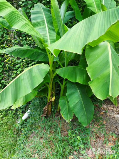 Банановые пальмы