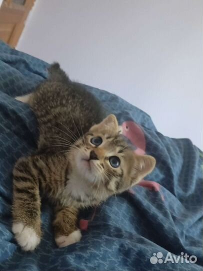 Котенок в добрые руки