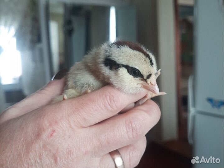 Яйцо инкубационное