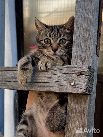 Котенок девочка Лиза (2 мес)