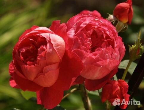 Роза английская Эл Ди Брейтуэйт (L. D. Braithwaite