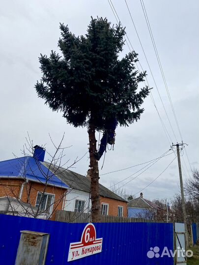 Спил деревьев