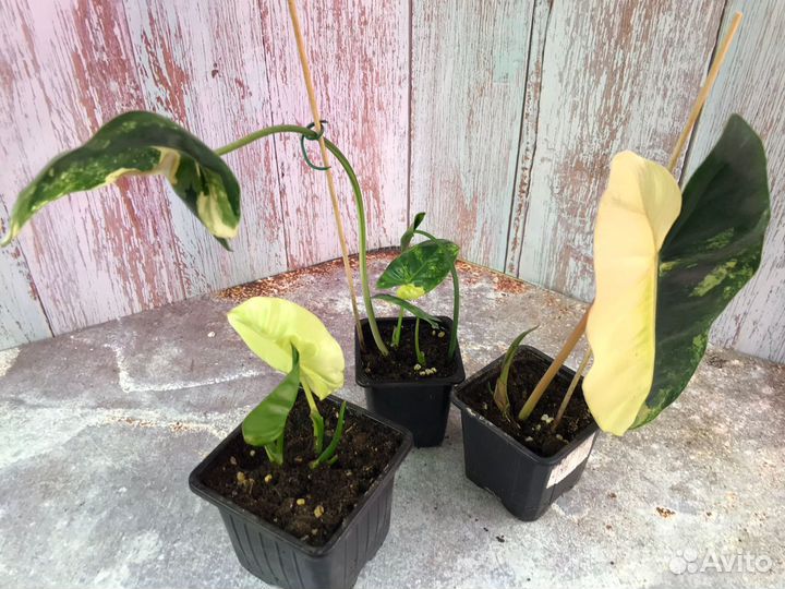 Филодендроны