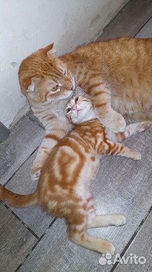 Мальчишка ищет дом