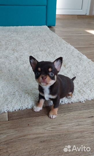 Чихуахуа мальчик