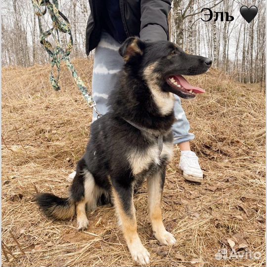 Небольшой метис овчарки