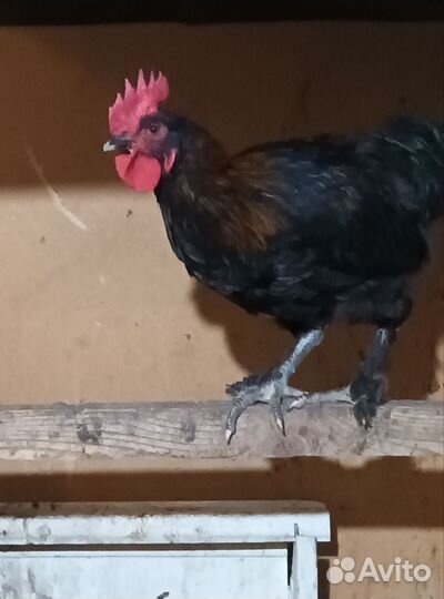 Молодой петух