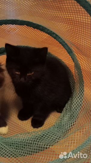 Котята отдам