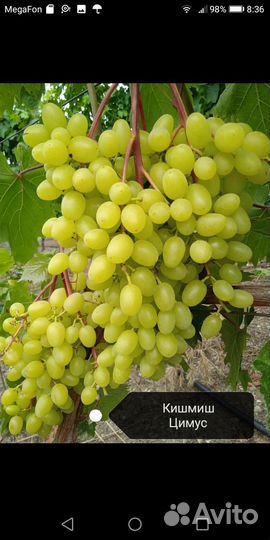 Саженцы и черенки винограда