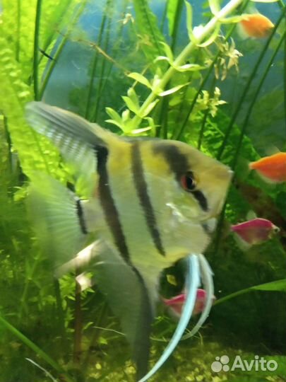 Анцытрусы,скалярии