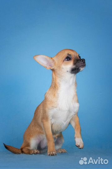 Чихуахуа девочка
