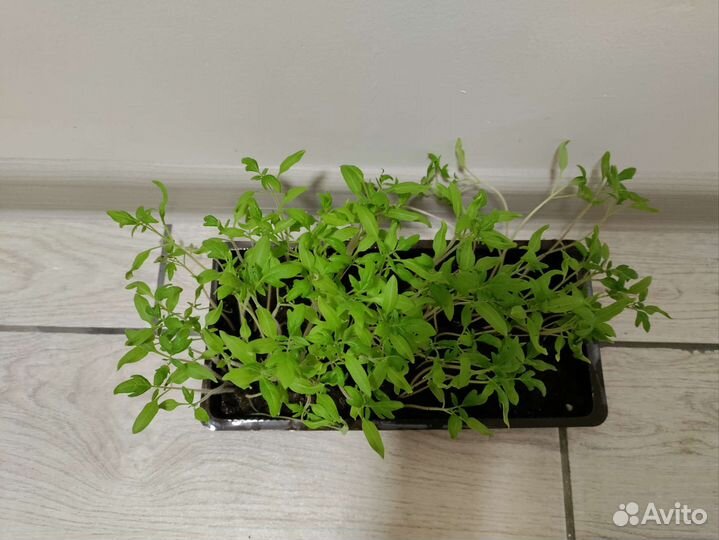 Рассада помидор