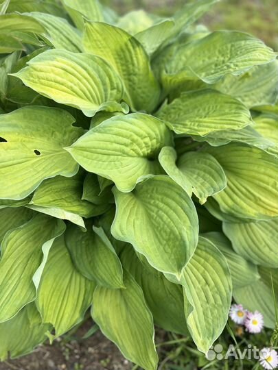 Хосты, многолетники