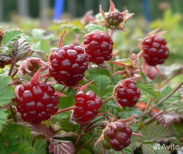 Княженика сортовая