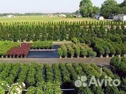 Туи Смарагд и др. в наличии и под заказ