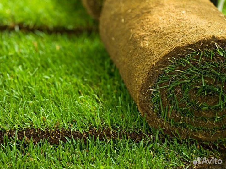 Рулонный газон
