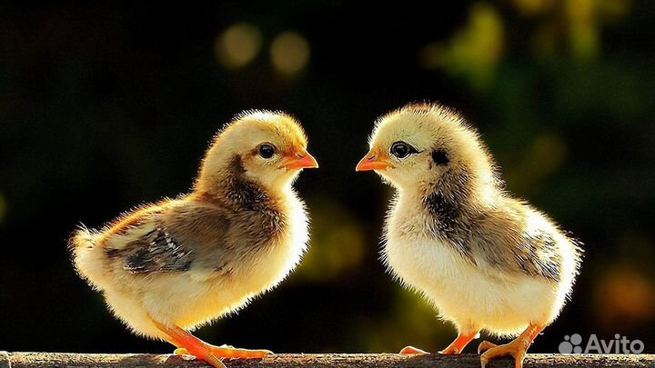 Бройлеры,гусята.утята муларды,несушки