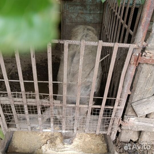 Хряк на племя