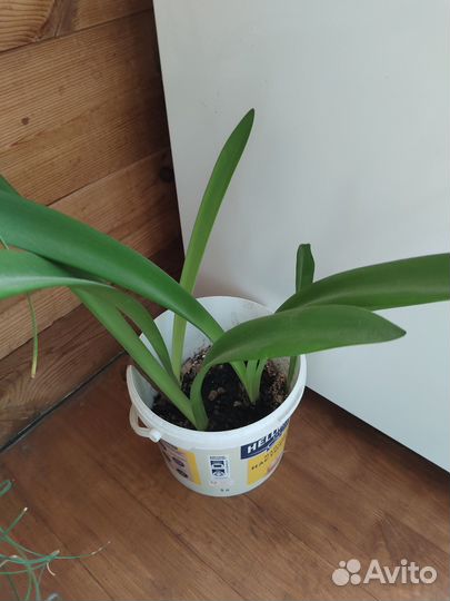 Продам цветы комнатные