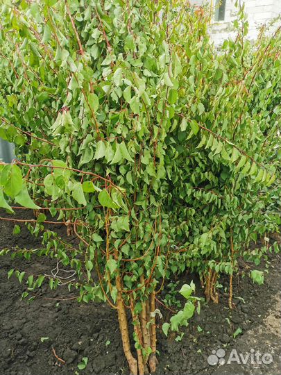 Саженцы плодовых более 100 сортов