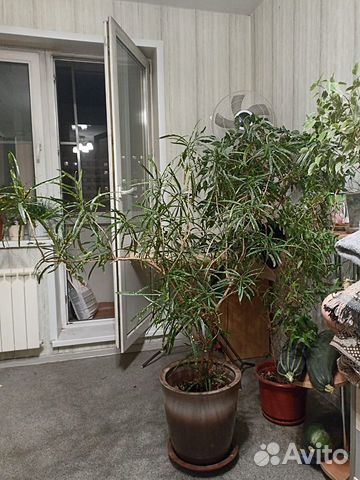 Комнатные растения большие для дома, офиса