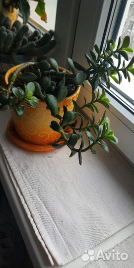 Толстянка или денежное дерево