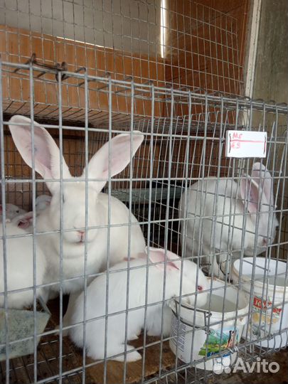 Кролики белый паннон