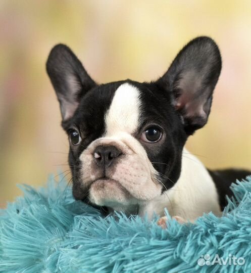 Девочка французского бульдога