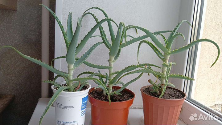 Алоэ лечебный