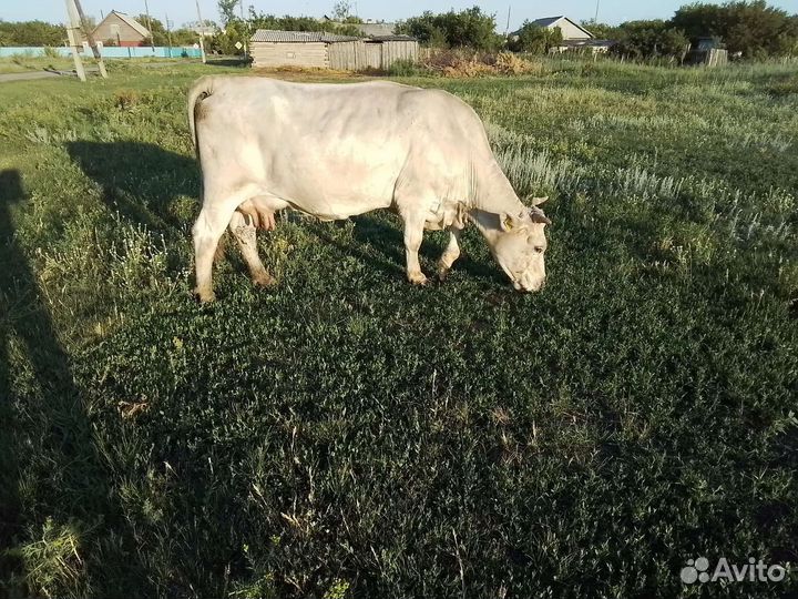 Продам коров