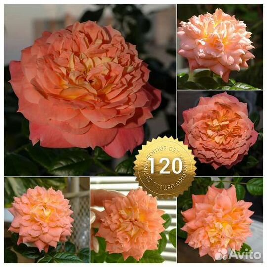 Укорененные черенки комнатных роз